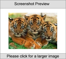 7art Stunning Tigers ScreenSaver Screenshot